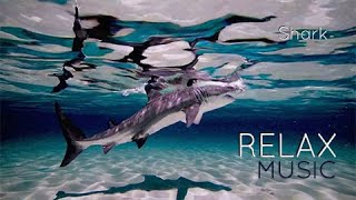 Serenity of the Sharks - Relaxing Music with Swimming Sharks | Calming Underwater