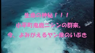 【ドローン映像】群来～北海道小平町ニシンの産卵～