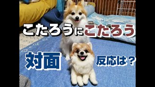 犬に自分そっくりな人形を対面させてみたら【おまけ付き】