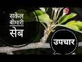 SanJose Scale | Symptoms and Management | Kesang Negi Horticulture Officer