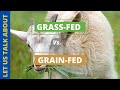 GRASS-FED GOAT VS GRAIN-FED GOAT |DEMONSTRATED AT C.A.S.E PORTLAND JAMAICA | WHAT'S THE DIFFERENCE?