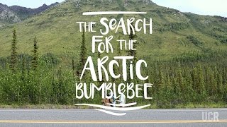 Searching for the Arctic Bumblebee - Documentary