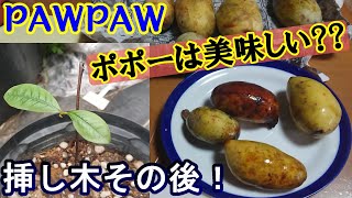 ポポー4種を食べる！挿し木はその後どーなった??（Pawpaw）【22年秋】