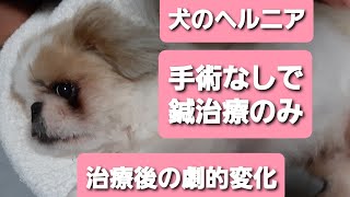 犬のヘルニアの鍼治療。驚きのbefore→After