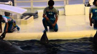 夜の京都水族館　イルカLIVE きいて音（ネ）2014年8月13日18時30分開演版