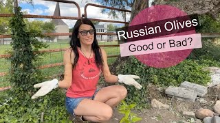 Russian Olives- Good or Bad?