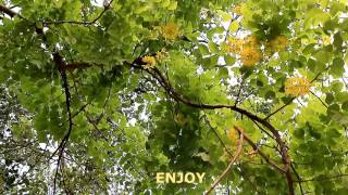 Amaltas (Indian Laburnum) blooms before the rains.