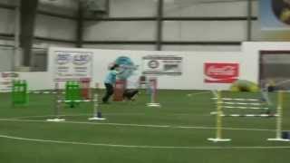 Entlebucher Data AKC Agility JWW Q#17