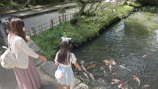 【松平東照宮】松平氏発祥の地！豊田市の松平東照宮行って来た！