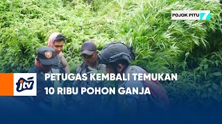 Petugas Kembali Temukan 10 Ribu Pohon Ganja | POJOK PITU JTV