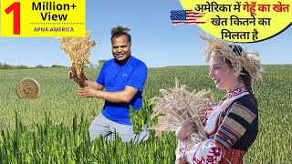 अमेरिका में गेहूँ का खेती कैसे होती है America Wheat ka KHET खेत कितने का मिलता है APNA AMERICA