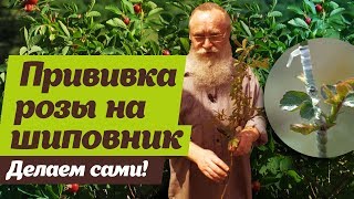 Как привить розу на шиповник