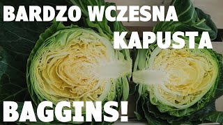 Bardzo wczesna kapusta 🔥Baggins❗ ROL-SPEC