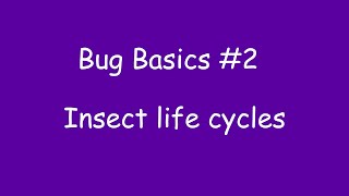 Bug Basics #2: Insect life cycles