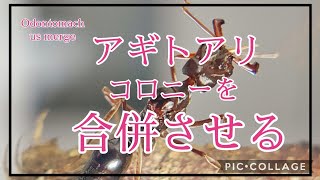 【アリ飼育】#110 アギトアリのコロニーを合併させる！　　　　　Merge colonies of Odontomachus！