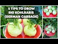 5 Tips To Grow BIG Kohlrabis (German Cabbage) - Kohlrabi Growing Tips!