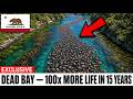 California Released 37 Orphan Otters Into a Dead Bay — 15 Years Later Divers Found the Impossible