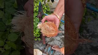 manual coconut husk remover #peeler# எளிதாக தேங்காய் உரிக்க