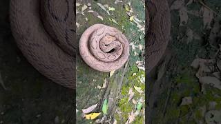 सिटी मारने वाला  साँप को देखिए #shortvideo #snake #viralshort