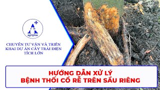 HƯỚNG DẪN XỬ LÝ BỆNH THỐI CỔ RỄ TRÊN SẦU RIÊNG