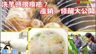 【請你跟我這樣吃】大甲芋頭要懷胎十月！鹹甜吃法幸福味道 | 產業心動力