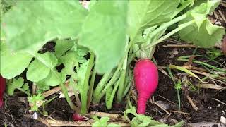 Un engrais naturel au jardin, 100% gratuit et ultra efficace