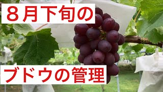 ８月下旬のブドウの管理