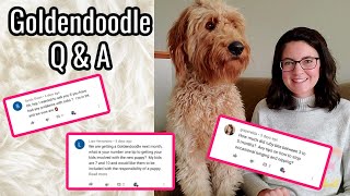 Goldendoodle Puppy Q and A