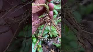 龙牙草也叫“仙鹤草”，你知道它的价值吗？