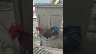 ஓனர் பொண்டாட்டி 😂😂😂#farming #funny #chicken #comedy #like #subscribe