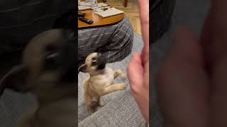 【飼い主も、ちゃもちも勉強中です。】パグ子犬