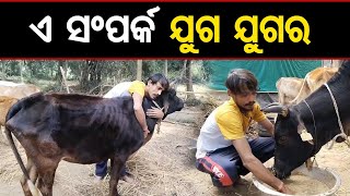 ଏ ସଂପର୍କ ଯୁଗ ଯୁଗର | Dedicated Life: Service to Gomata Day and Night | Odisha Reporter