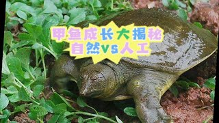 《甲鱼养殖揭秘》