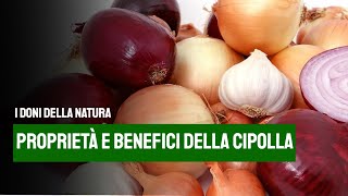 la cipolla proprietà benefici e utilizzi