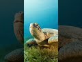 Amazing interesting facts about Turtles