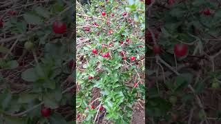 Colhendo acerola direto da roça