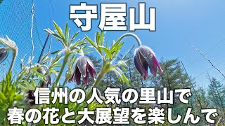 守屋山 2024年5月10日 信州の人気の里山で春の花と大展望を楽しんで