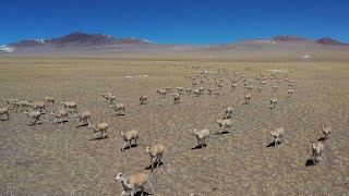 GLOBALink | Herds of nearly 10,000 Tibetan antelopes appear in China's Tibet