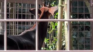 トトさんのようすです。【2022年11月9日】【上野動物園】オカピ