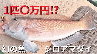 １匹十万円！？幻の超高級魚シロアマダイを狙う！