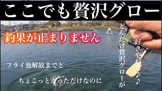 ここでも贅沢グローに敵無し。朝霞ガーデン２号池