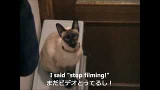 Noisy loud siamese cat Sean! うるさい鳴き声のシャム猫ショーン