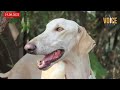 first dog from indian breed in modi s security team mudhol hound joins spg