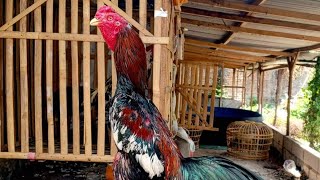 ayam bangkok selatan atau ayam trad memiliki p0stur tu6uh yg mirip dg ayam shamo bro !!! lagi trend