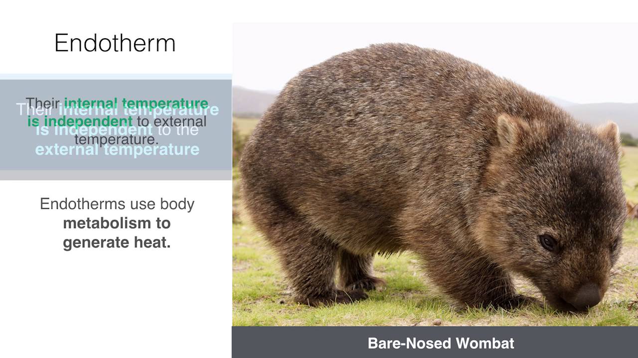 Ectotherms Endotherms Hsc Biology Youtube