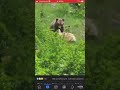 bear killing sheep bosnia medvjed jede ovcu u bosni grizzly wild animals balkan attack