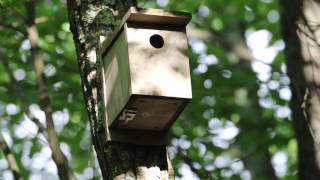 Tufted Titmouse in Nest Box