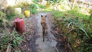 ぶどう農園の作業　愛犬と散歩　夕のルーティン　暖かな一日　日が入る前　暖かいうちに畑を回る　生育状況　新品種　ぶどう農園　日々の暮らし　自然　ペット