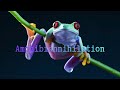 Amphibiannihilation
