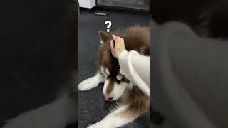 🐶 If I play with you, I will almost become a movie star #funny #dog #tiktok #抖音 #搞笑 #阿拉斯加犬 #王者荣耀